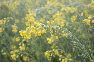 Rape blossoms with dew drops, closeup of photo