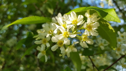 A graceful cluster of delicate white blossoms adorns a slender tree branch, casting a beautiful and serene aura.