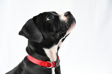 American Bulldog mix dog with a red collar eagerly gazes upward, curiosity sparkling in its eyes.