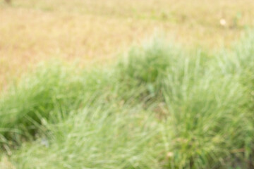 Green trees and background blur