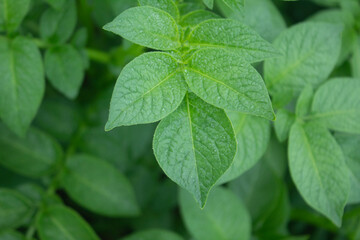 Green leaves of potato plant in garden. Close-up image.