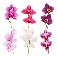 Fototapeta na wymiar Botanical Elegance Delicate Orchids Showcasing Nature's Vibrancy in Stunning Floral Arrangements, Generative Ai