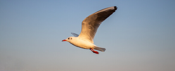 A seagull flying on a blue-orange sky in Thailand at December