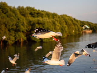 A flock of seagulls flying at a beach near mangrove forest