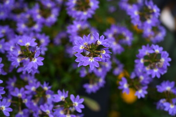 Vibrant and royal, a bunch of purple flowers is blooming gracefully, adding a burst of color to the landscape.