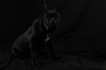 A silhouette of a European Cane Corsodog gracefully perched on a dark background