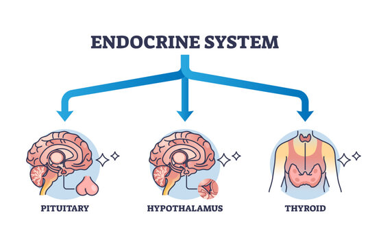 Three main parts of endocrine system with major glands outline diagram, transparent background. Labeled educational pituitary, hypothalamus.
