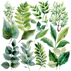 watercolor  green leaves clipart on white background.