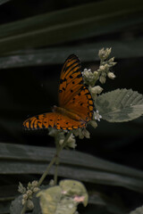 Mariposa naranja reposando  