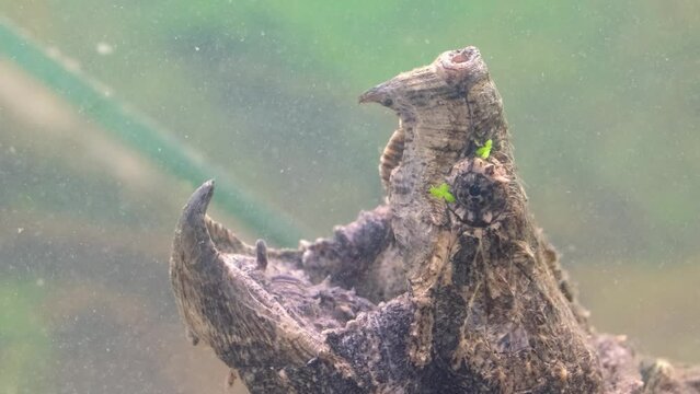 The head of a snapping turtle with its mouth open moving its tongue as bait. Snap turtle close-up. Underwater of Snapping Turtle Swimming near Bottom Making Bubbles in South Dakota.