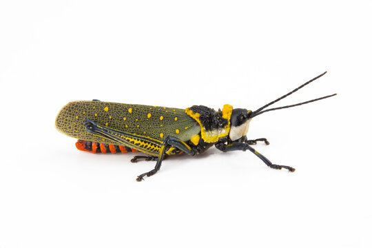 Geisterheuschrecke // Coffee locust, ghost grasshopper (Aularches miliaris)