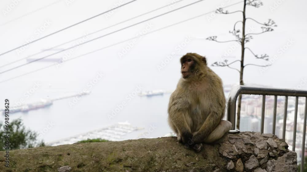 Poster monkey and cityscape in background bellow, static view
