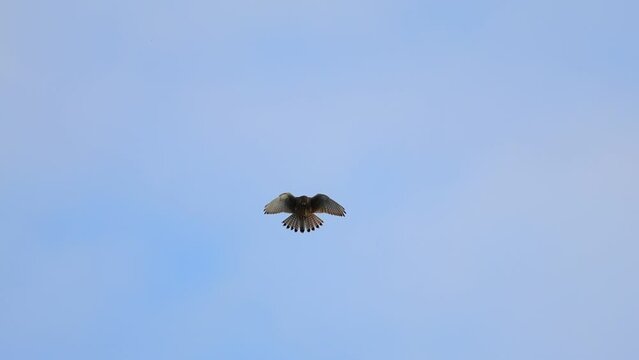 Low angle footage of a rock kestrel (falco rupicolus) flying high in the blue sky on a sunny day