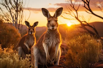  Outback Australian landscape at a golden sunset with two kangaroos. © Inge