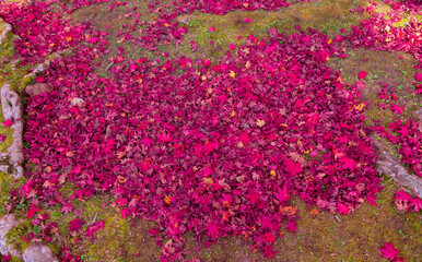 Red leaves on the ground at the park in Kyoto in autumn wide shot