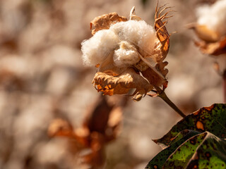 Cotton in a cotton field