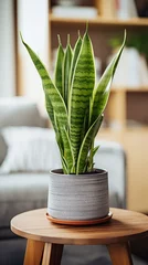 Foto op Canvas A living room is enhanced by the presence of a potted snake plant sitting gracefully on a table. © Andrey