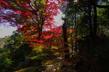 Red leaves at Kasagiyama momiji park in Kyoto in autumn