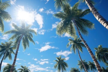 Fototapeta na wymiar Photo of coconut trees on the beach