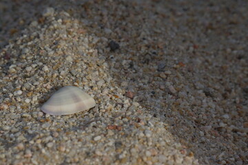 Fototapeta na wymiar White, small, and flat shell with subtle colours and ridges, textured, macro of shell and sand