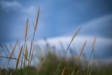 Natural grass flowers, blue sky background , natural beauty