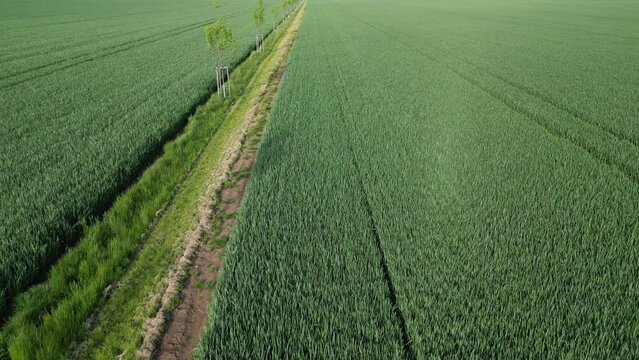 planting a new windbreak in the field, a biocorridor, an avenue of ash trees. attached to the columns. division of large parcels of fields by rows of trees, control from a drone, romantic, walking