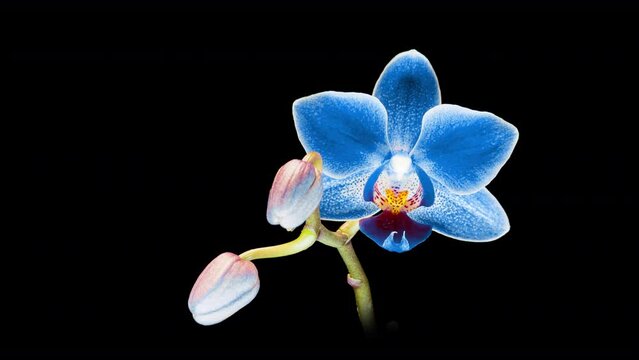 Blue phalaenopsis orchid flowers bloomed on a black background. Time lapse, close-up. Wedding background, Valentine's Day concept. Time Lapse.4k