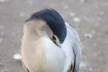 Hong Kong Black Crowned Night Heron Birds