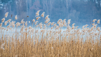 a strip of reeds surrounding a frozen lake and a forest wall visible in the distance on the...