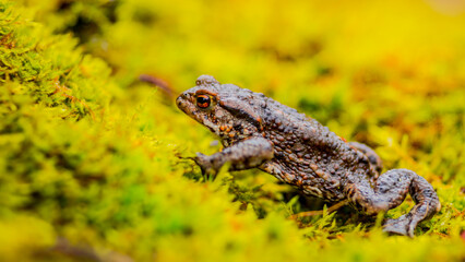 common toad wandering on light green moss, bufo bufo