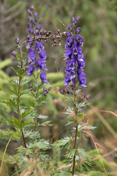 fioletowe kwiatostany tojadu Aconitum sp.