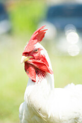 fighter rooster with angry face. animal photography