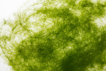 close up of filamentous green algae on white background.