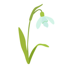 January birth month flower snowdrop flat cartoon vector illustration. Hand drawn springtime flower isolated on white.
