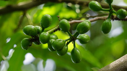 Polyalthia longifolia (glodokan, glodogan tiang ) with a natural background. This evergreen tree is...