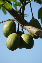 Spondias dulcis (June plum, Kedondong, dondong, golden apple, pommecythere, vī, cythere) fruit....
