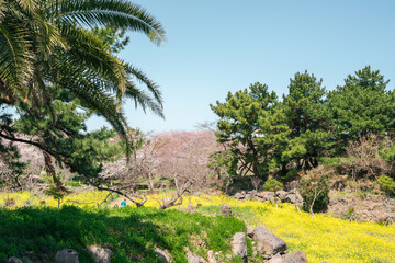 Fototapeta na wymiar Sinsan Park spring scenery. yellow rape flower field and cherry blossoms in Jeju island, Korea