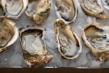 Platter of open oysters fresh in ice background