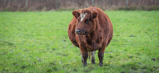 Brown pregnant cow standing in the meadow. Front view.