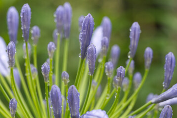 Agapanthus petal