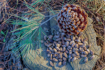 pile of pine nuts on a cut pine trunk in a sunlit forest