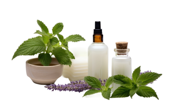 A Patchouli Plant with Patchouli Oil Bottle for Aromatherapy On a White or Clear Surface PNG Transparent Background.