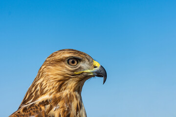 Close-up of an eagle against a clear blue sky.