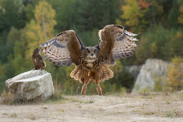 The great eagle owl (Bubo bubo) is a large species of owl in the Strigidae family. It is the...