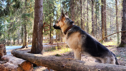 Dog German Shepherd in the green forest in summer, spring or autumn season. Russian eastern European dog veo walk on nature landscape