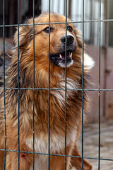 Stray dog in animal shelter waiting for adoption. Homeless dog in the shelter.