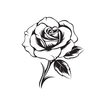Rose Image Vetor, illustration of a rose
