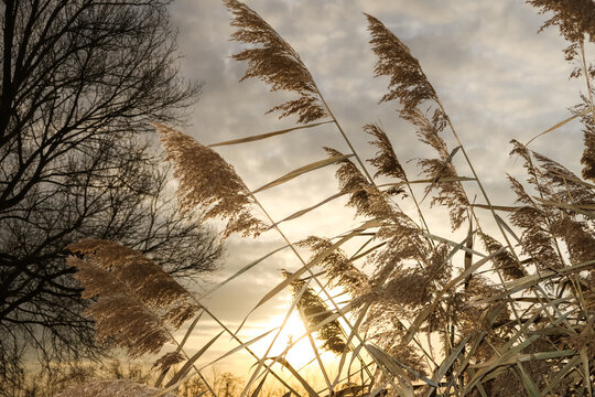 Canes reeds wind color sun backlight vision particular