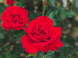 Close-up of red rose and bud growing outdoors