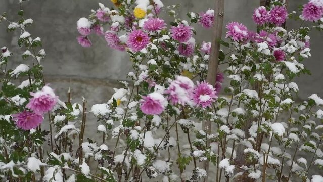 Snow over chrysanthemums, background of flowers in snow